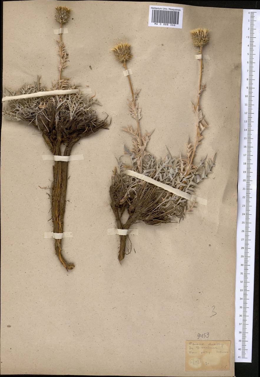 Кузиния дернистая C. Winkl., Средняя Азия и Казахстан, Западный Тянь-Шань и Каратау (M3) (Казахстан)