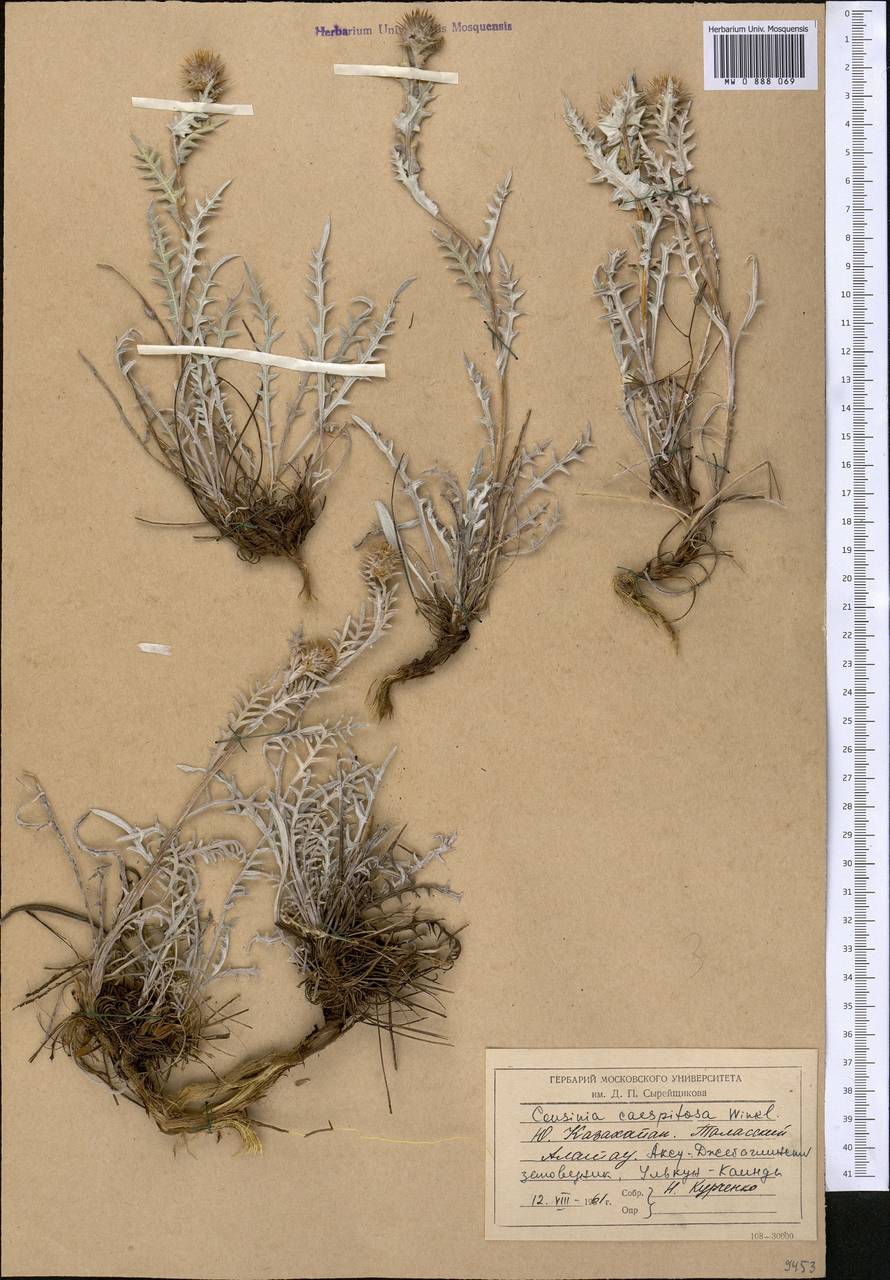 Кузиния дернистая C. Winkl., Средняя Азия и Казахстан, Западный Тянь-Шань и Каратау (M3) (Казахстан)