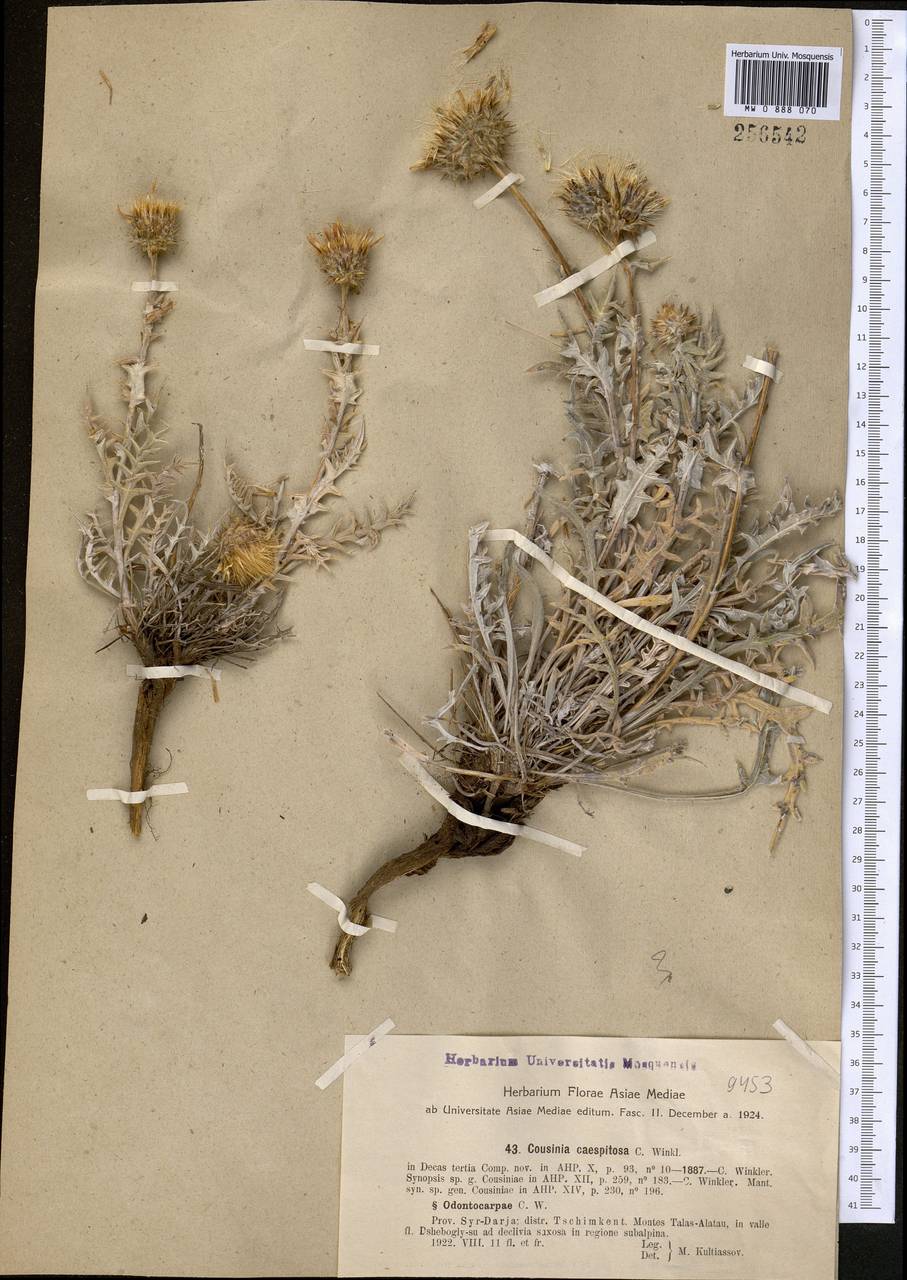 Кузиния дернистая C. Winkl., Средняя Азия и Казахстан, Западный Тянь-Шань и Каратау (M3) (Казахстан)