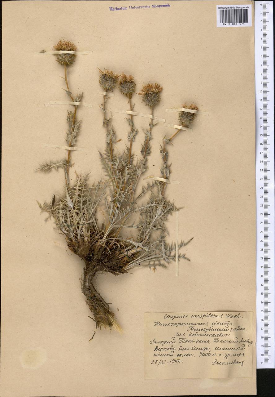 Кузиния дернистая C. Winkl., Средняя Азия и Казахстан, Западный Тянь-Шань и Каратау (M3) (Казахстан)