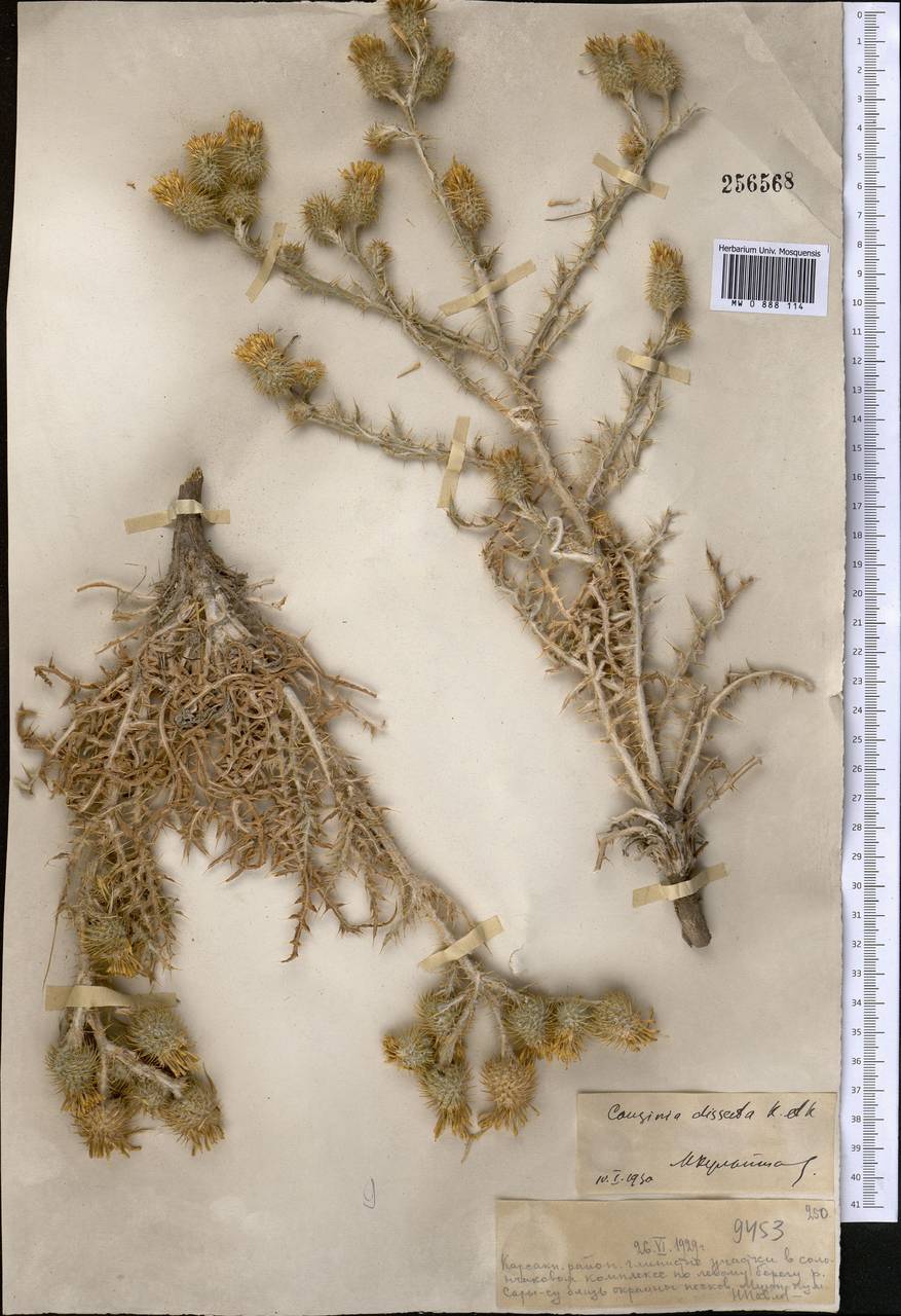 Кузиния рассеченная Kar. & Kir., Средняя Азия и Казахстан, Муюнкумы, Прибалхашье и Бетпак-Дала (M9) (Казахстан)