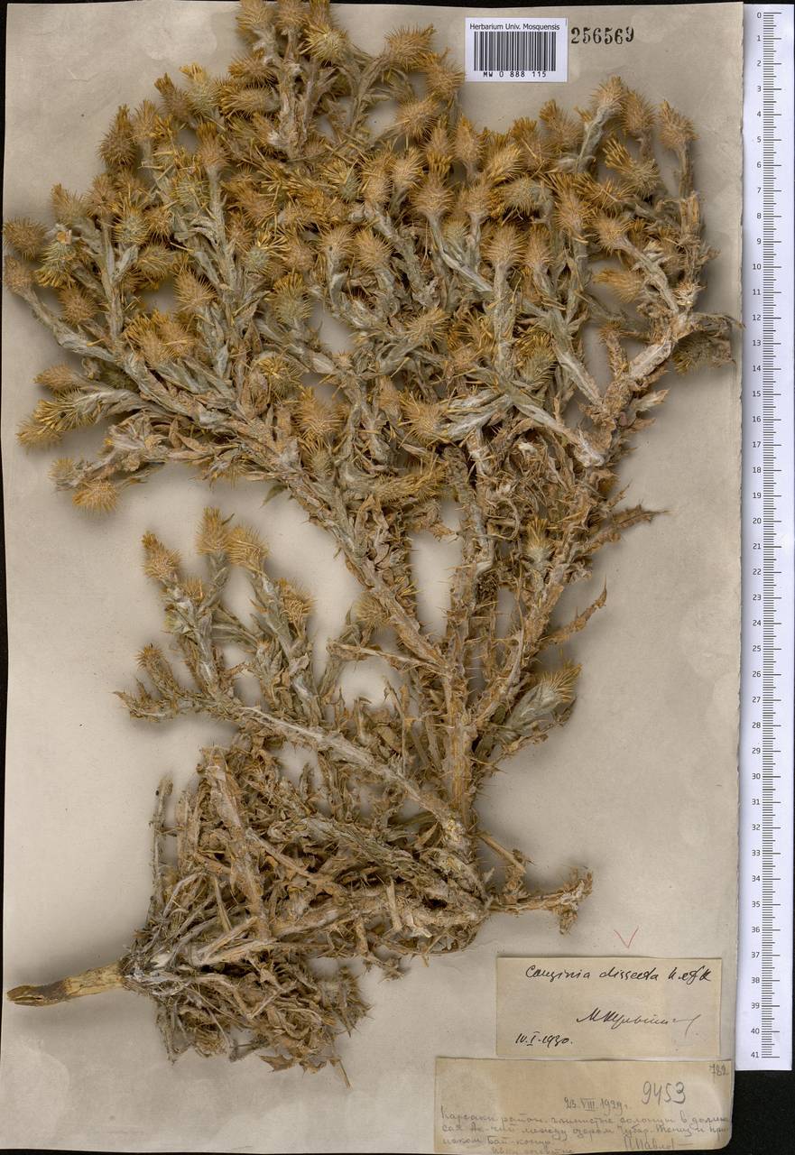 Кузиния рассеченная Kar. & Kir., Средняя Азия и Казахстан, Муюнкумы, Прибалхашье и Бетпак-Дала (M9) (Казахстан)