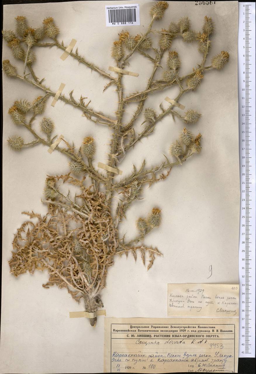 Кузиния рассеченная Kar. & Kir., Средняя Азия и Казахстан, Муюнкумы, Прибалхашье и Бетпак-Дала (M9) (Казахстан)