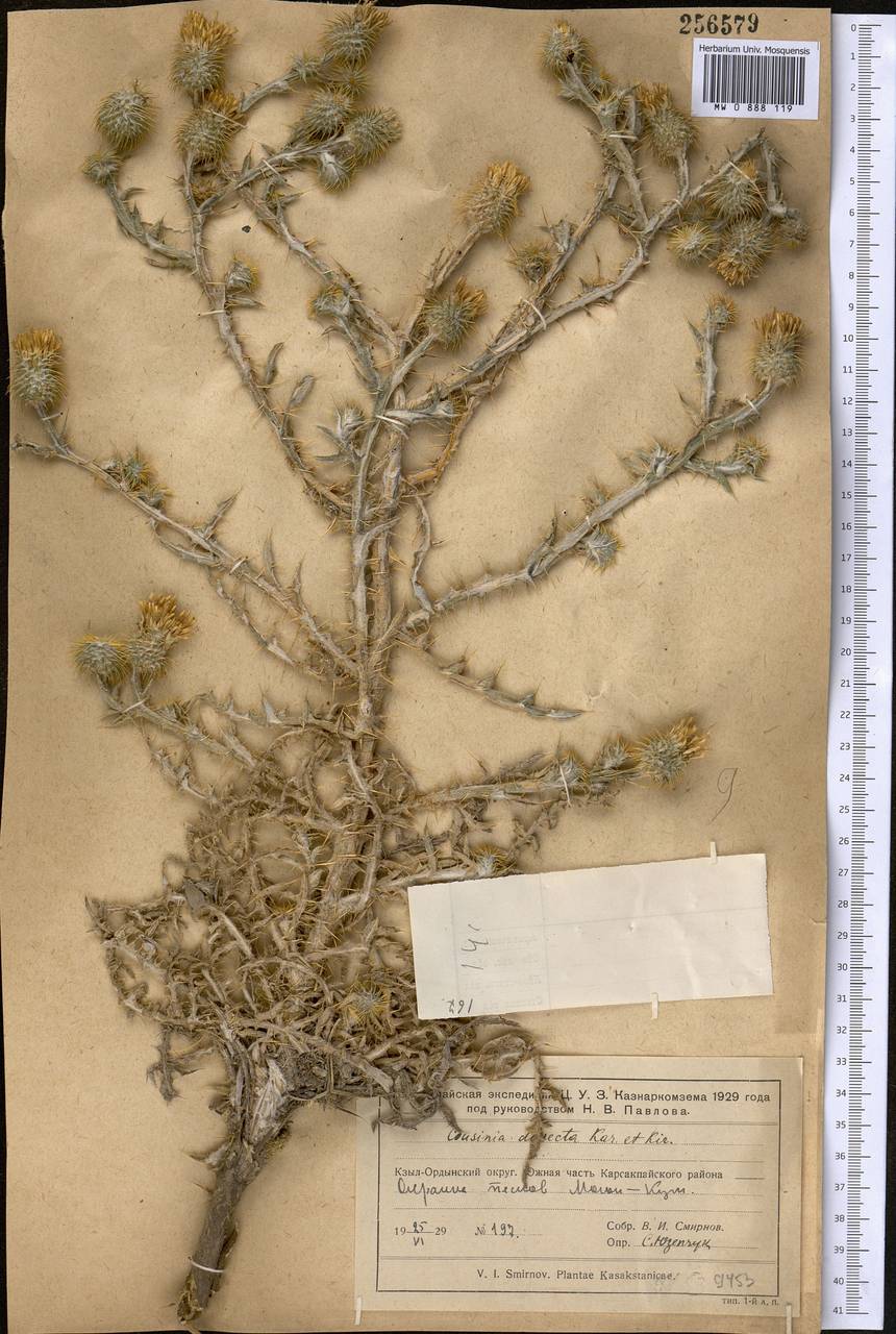 Кузиния рассеченная Kar. & Kir., Средняя Азия и Казахстан, Муюнкумы, Прибалхашье и Бетпак-Дала (M9) (Казахстан)