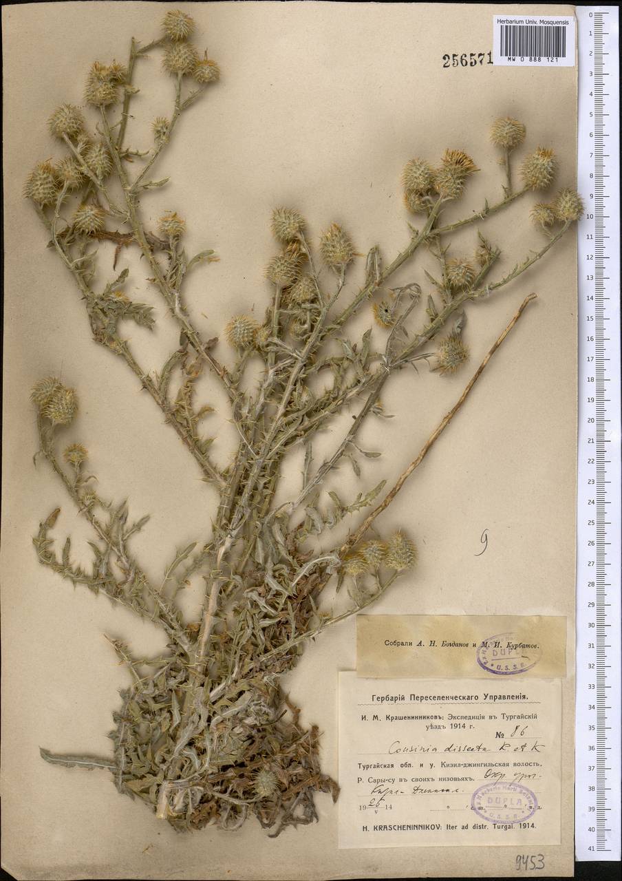 Кузиния рассеченная Kar. & Kir., Средняя Азия и Казахстан, Северный и Центральный Казахстан (M10) (Казахстан)