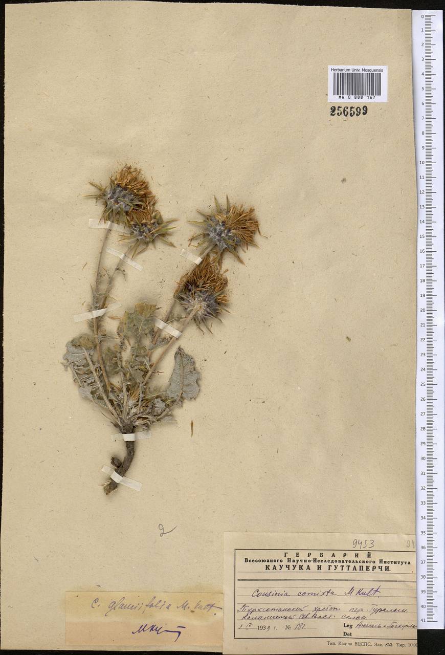 Кузиния учикашская Franch., Средняя Азия и Казахстан, Памир и Памиро-Алай (M2)