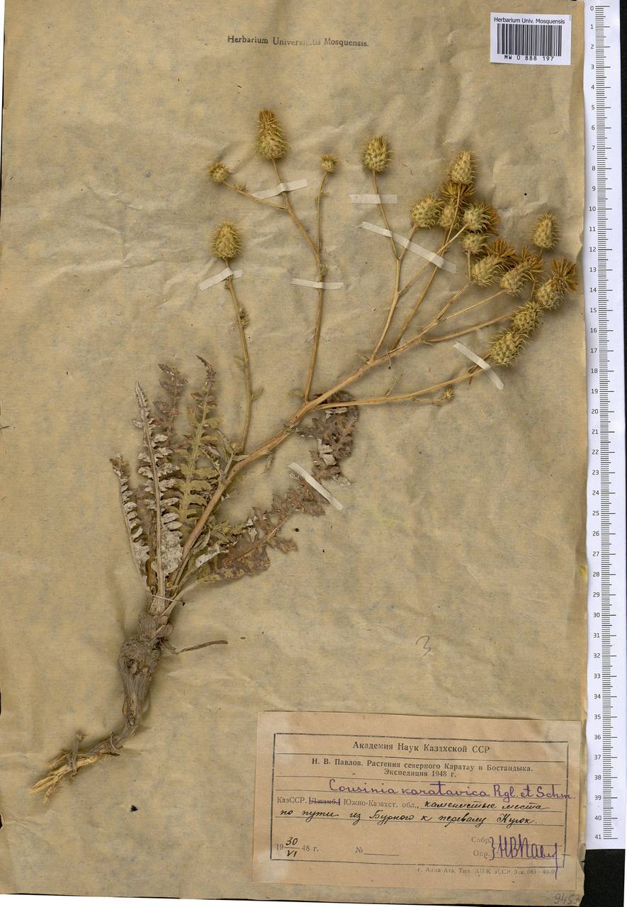 Лопух каратавский (Regel & Schmalh.) Kuntze, Средняя Азия и Казахстан, Западный Тянь-Шань и Каратау (M3) (Казахстан)