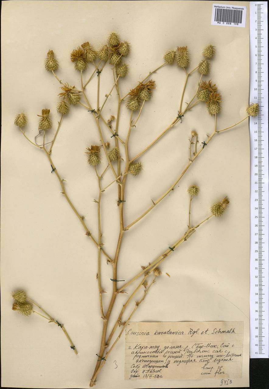 Лопух каратавский (Regel & Schmalh.) Kuntze, Средняя Азия и Казахстан, Западный Тянь-Шань и Каратау (M3) (Казахстан)