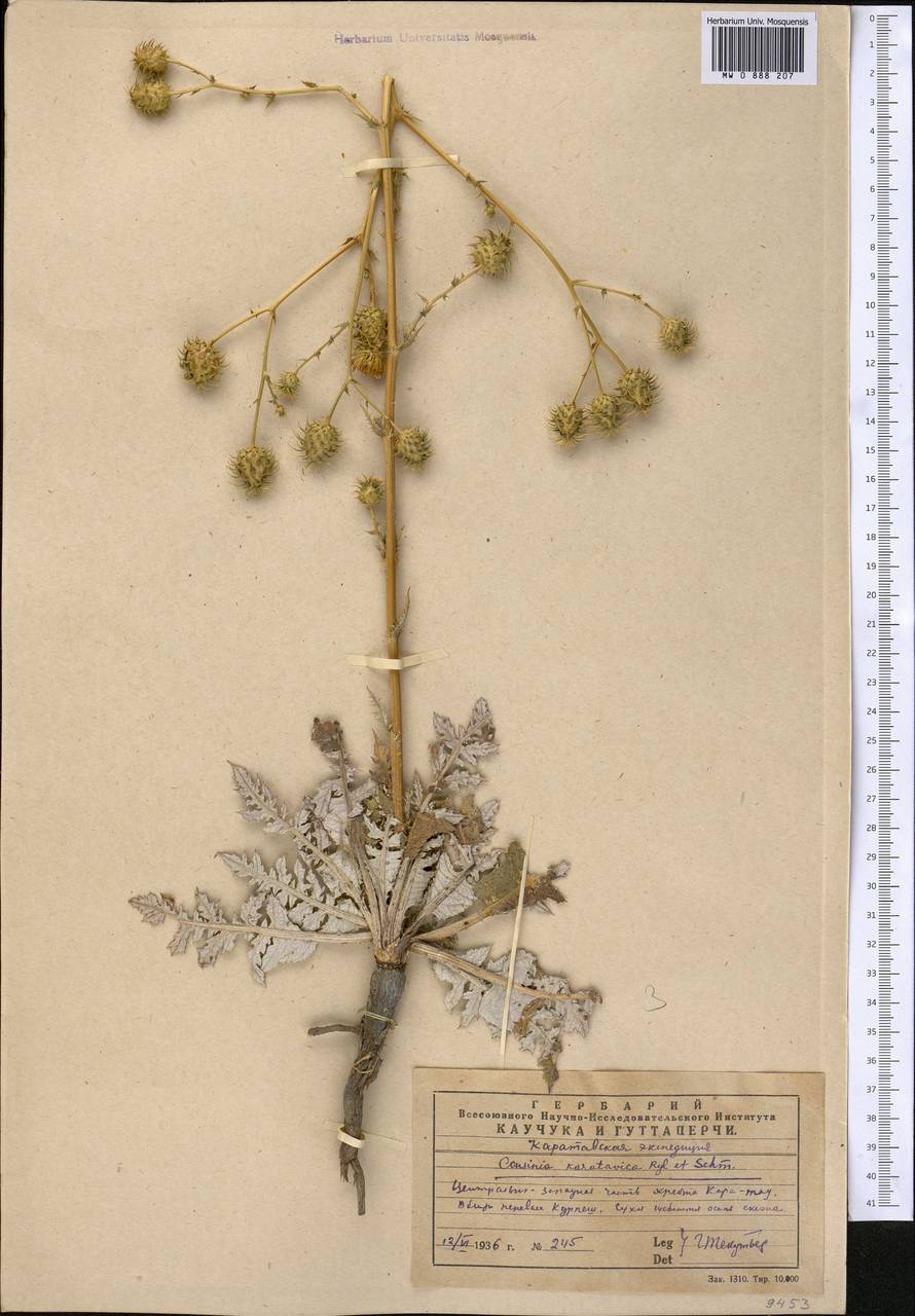 Лопух каратавский (Regel & Schmalh.) Kuntze, Средняя Азия и Казахстан, Западный Тянь-Шань и Каратау (M3) (Казахстан)