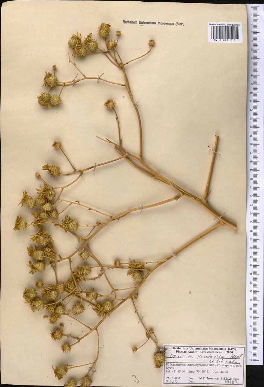Лопух каратавский (Regel & Schmalh.) Kuntze, Средняя Азия и Казахстан, Западный Тянь-Шань и Каратау (M3) (Казахстан)