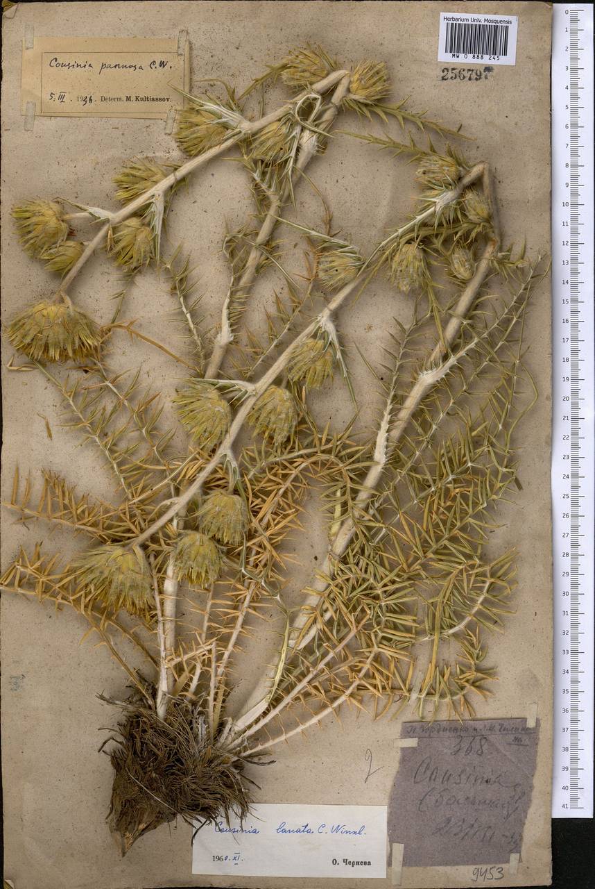 Кузиния шерстистая C. Winkl., Средняя Азия и Казахстан, Памир и Памиро-Алай (M2)