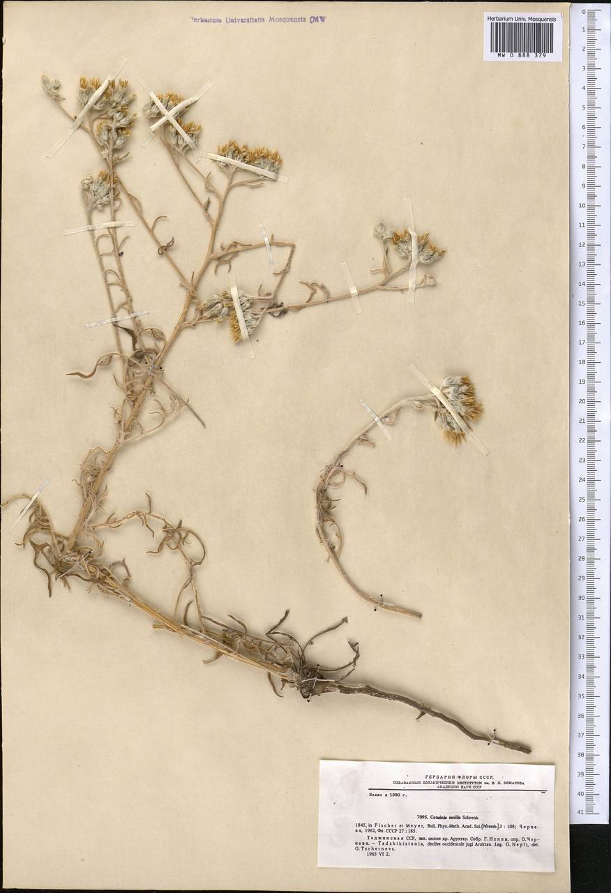 Кузиния мягкая Schrenk, Средняя Азия и Казахстан, Памир и Памиро-Алай (M2) (Таджикистан)