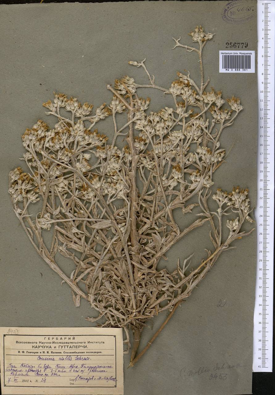 Кузиния мягкая Schrenk, Средняя Азия и Казахстан, Памир и Памиро-Алай (M2) (Узбекистан)