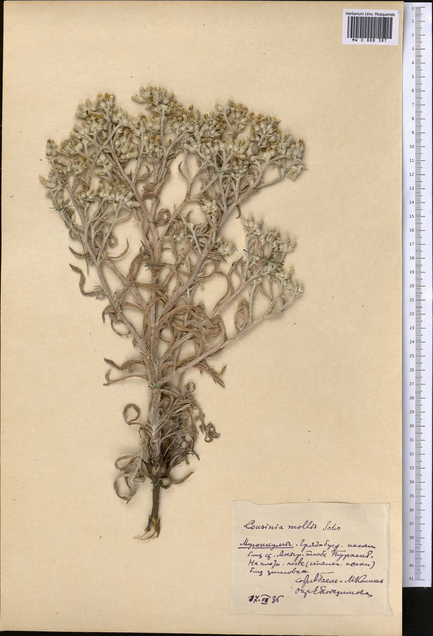 Кузиния мягкая Schrenk, Средняя Азия и Казахстан, Муюнкумы, Прибалхашье и Бетпак-Дала (M9) (Казахстан)