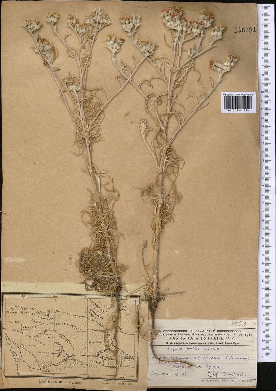 Кузиния мягкая Schrenk, Средняя Азия и Казахстан, Муюнкумы, Прибалхашье и Бетпак-Дала (M9) (Казахстан)