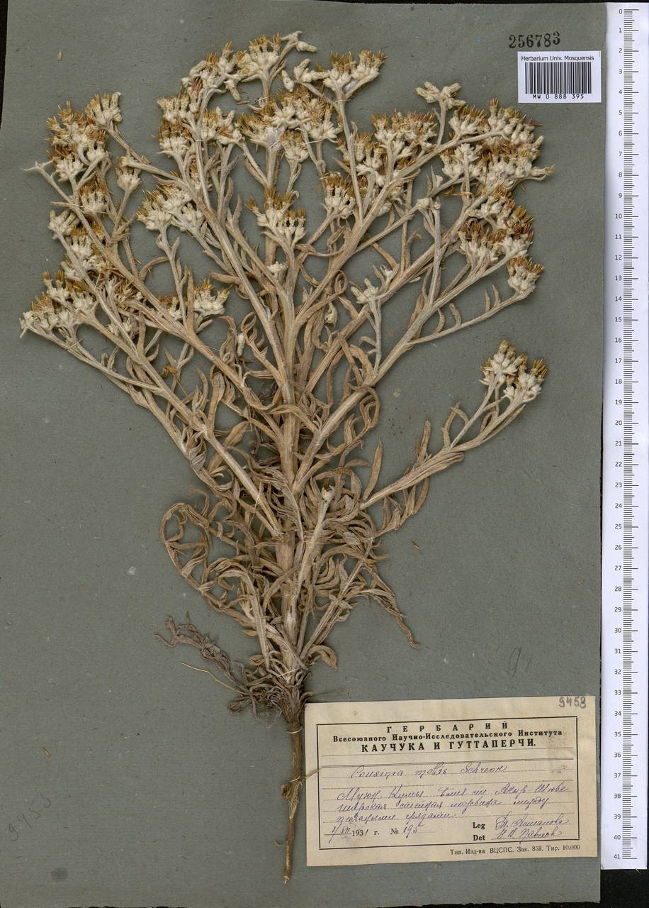 Кузиния мягкая Schrenk, Средняя Азия и Казахстан, Муюнкумы, Прибалхашье и Бетпак-Дала (M9) (Казахстан)