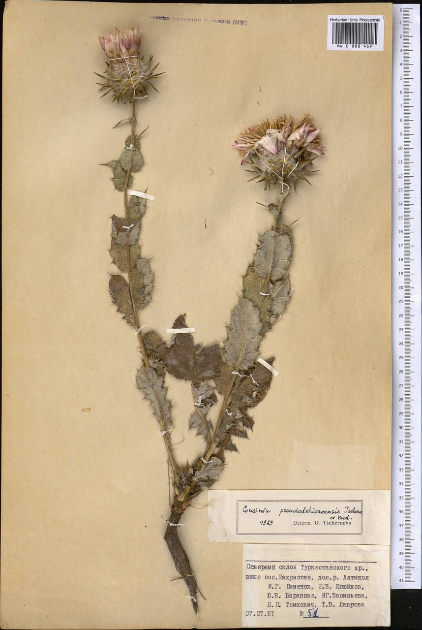 Cousinia pseudodshizakensis Tschern. & Vved., Средняя Азия и Казахстан, Памир и Памиро-Алай (M2) (Таджикистан)