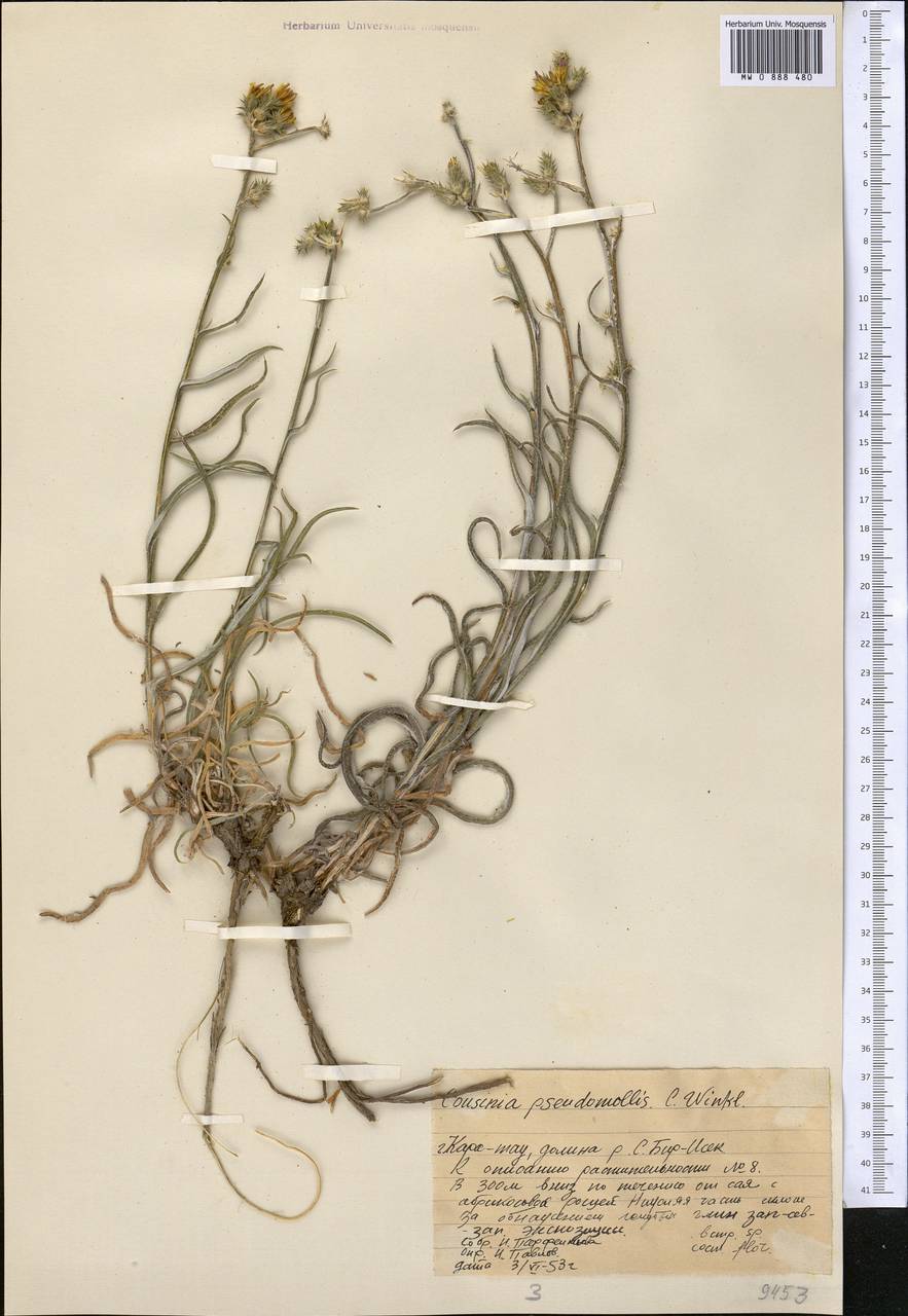 Кузиния ложномягкая C. Winkl., Средняя Азия и Казахстан, Западный Тянь-Шань и Каратау (M3) (Казахстан)