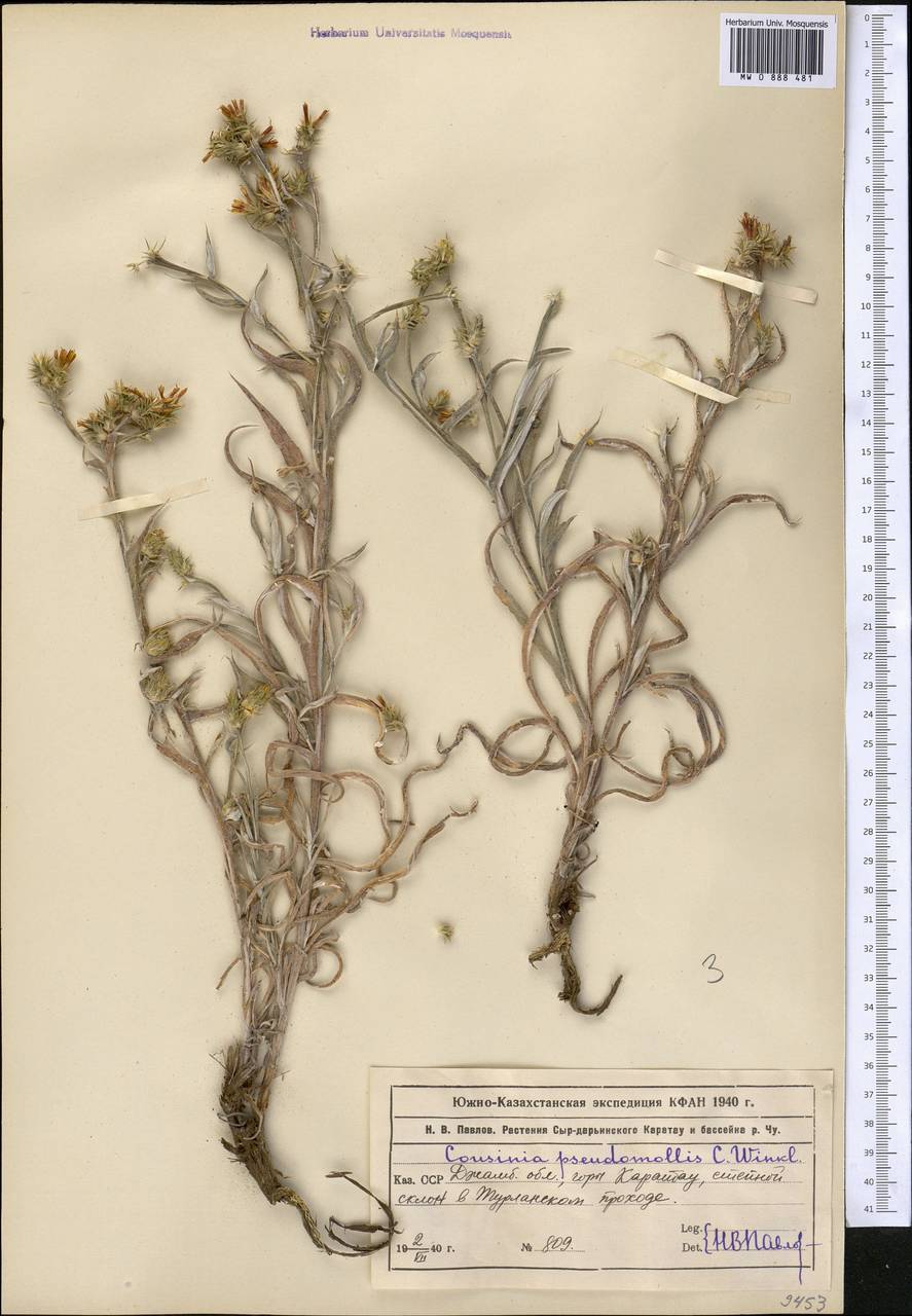 Кузиния ложномягкая C. Winkl., Средняя Азия и Казахстан, Западный Тянь-Шань и Каратау (M3) (Казахстан)