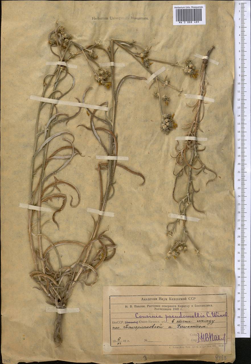 Кузиния ложномягкая C. Winkl., Средняя Азия и Казахстан, Сырдарьинские пустыни и Кызылкумы (M7) (Казахстан)