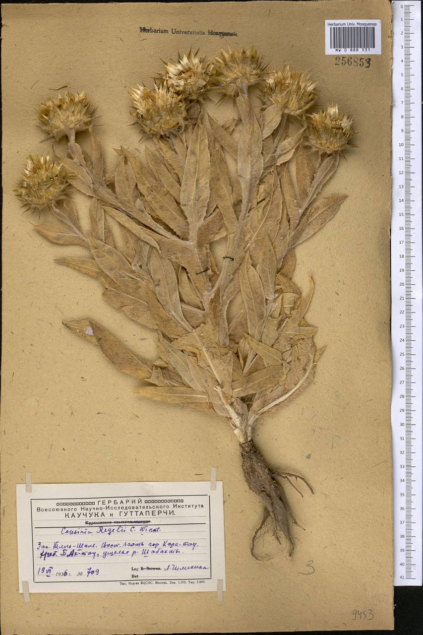 Кузиния Регеля Winkl., Средняя Азия и Казахстан, Западный Тянь-Шань и Каратау (M3) (Казахстан)