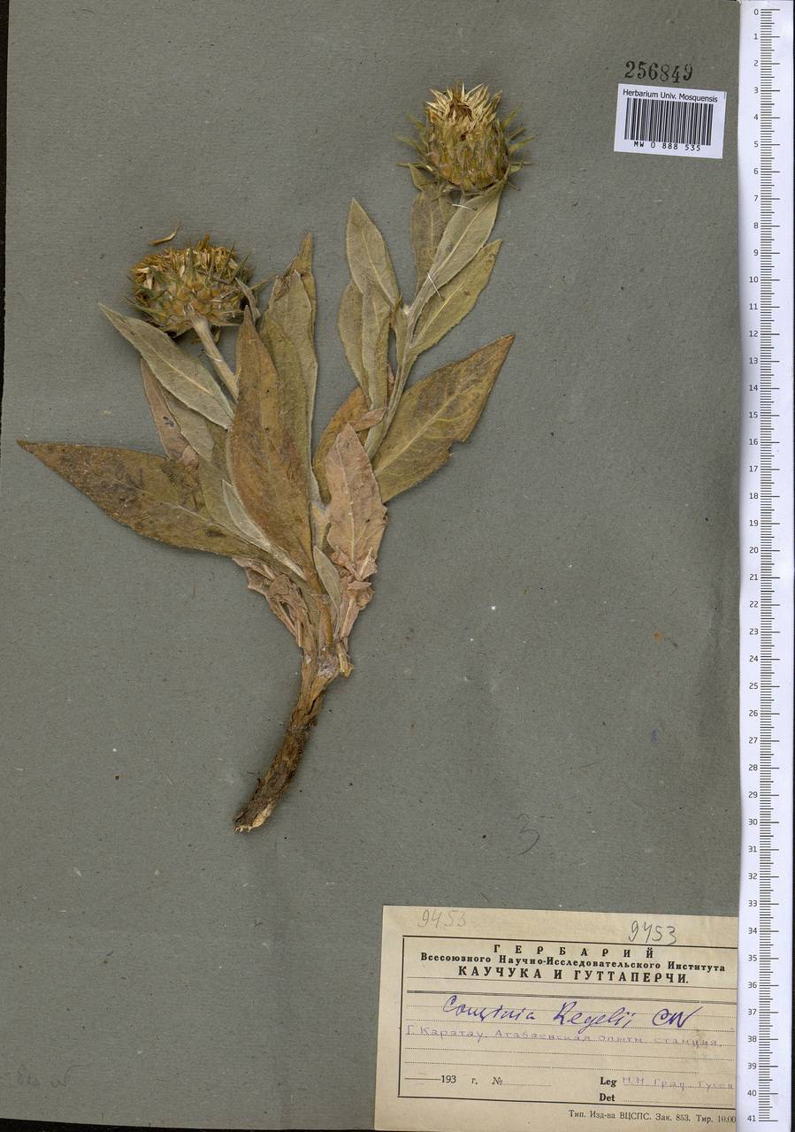 Кузиния Регеля Winkl., Средняя Азия и Казахстан, Западный Тянь-Шань и Каратау (M3) (Казахстан)