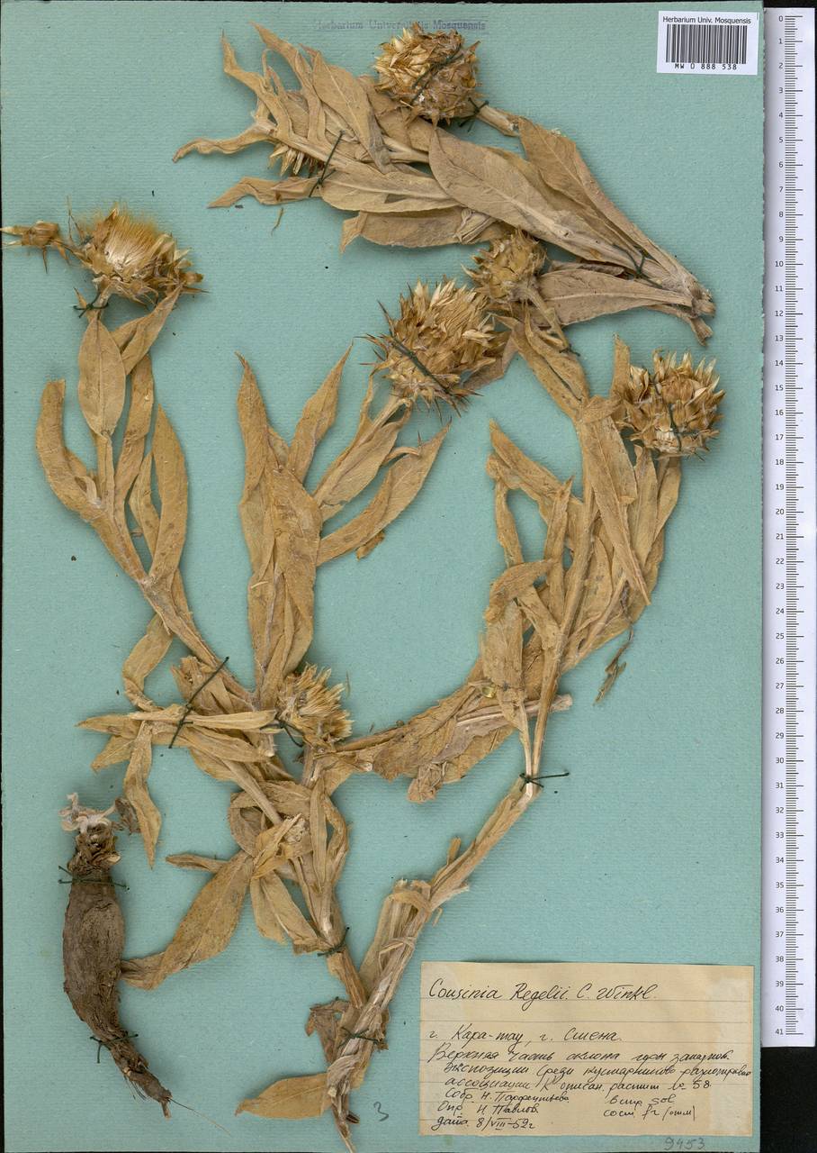 Кузиния Регеля Winkl., Средняя Азия и Казахстан, Западный Тянь-Шань и Каратау (M3) (Казахстан)