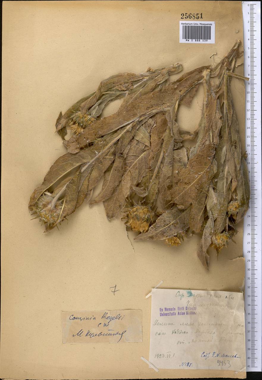 Кузиния Регеля Winkl., Средняя Азия и Казахстан, Сырдарьинские пустыни и Кызылкумы (M7) (Казахстан)