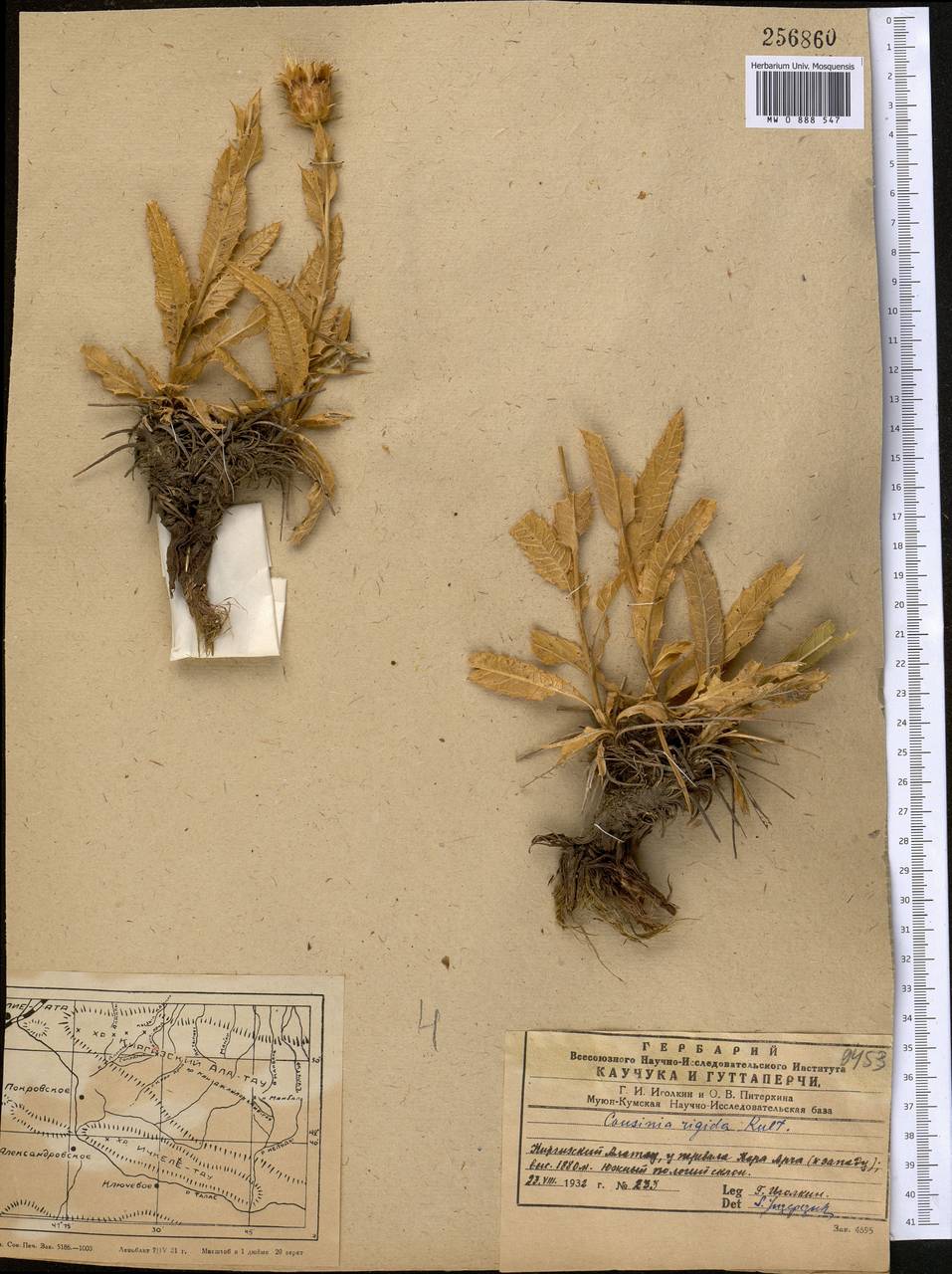 Cousinia rigida Kult., Средняя Азия и Казахстан, Западный Тянь-Шань и Каратау (M3) (Казахстан)