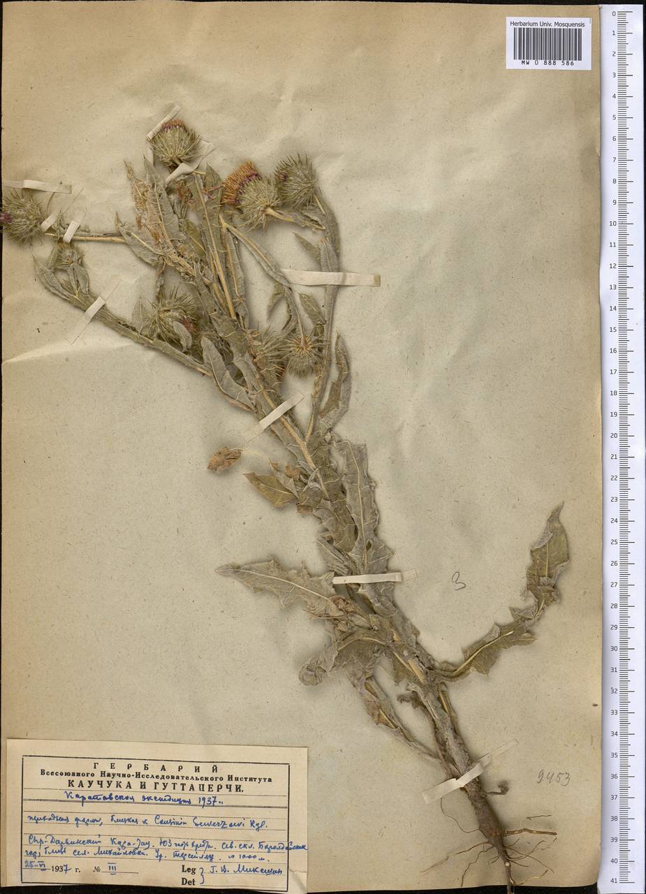 Кузиния Северцова Regel, Средняя Азия и Казахстан, Западный Тянь-Шань и Каратау (M3) (Казахстан)