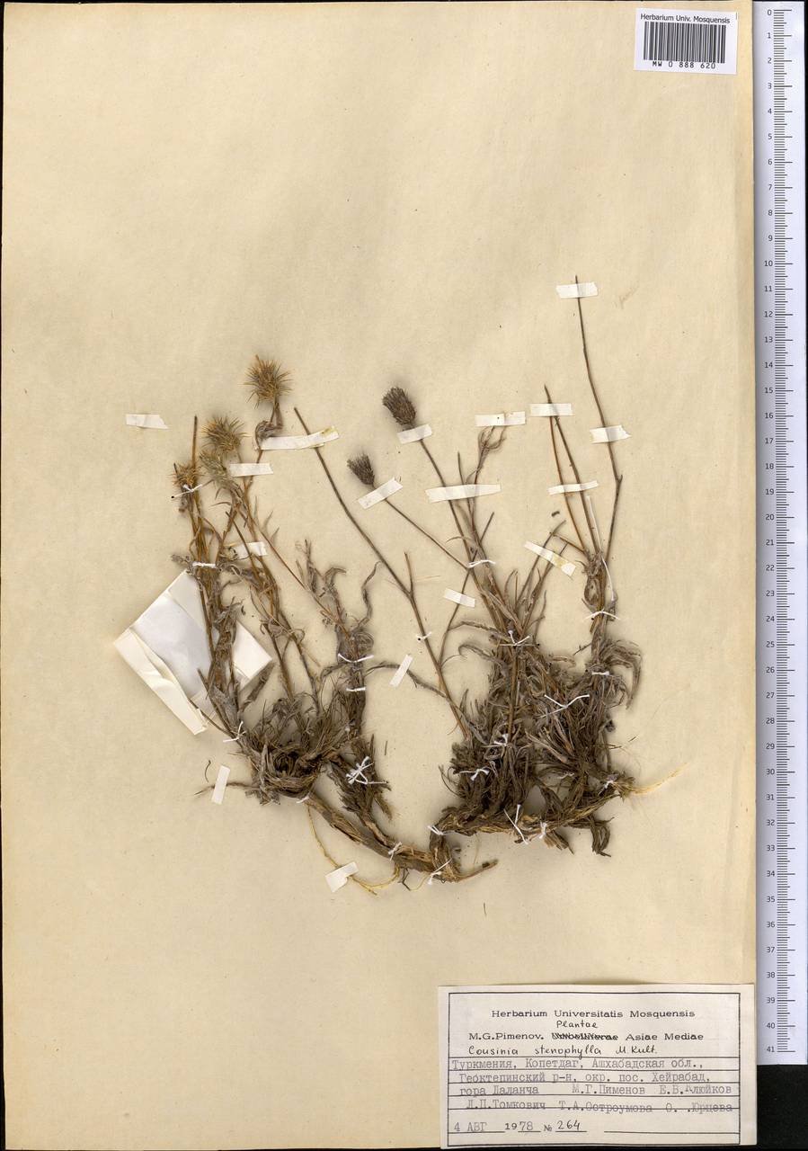 Cousinia stenophylla Kult., Средняя Азия и Казахстан, Копетдаг, Бадхыз, Малый и Большой Балхан (M1) (Туркмения)
