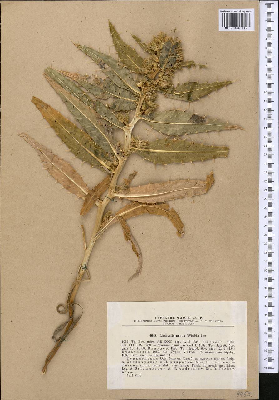 Cousinia annua C. Winkl., Средняя Азия и Казахстан, Каракумы (M6) (Туркмения)