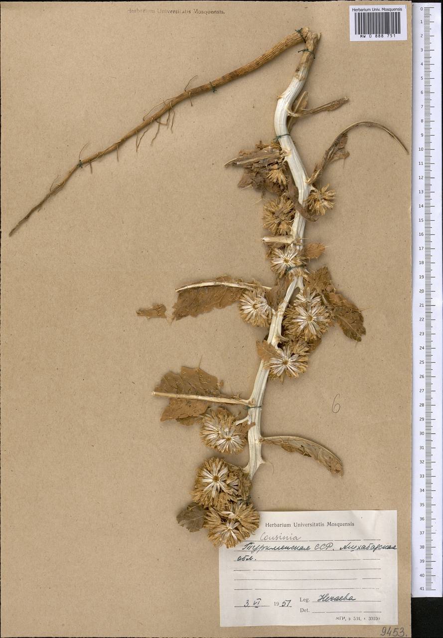 Cousinia annua C. Winkl., Средняя Азия и Казахстан, Каракумы (M6) (Туркмения)