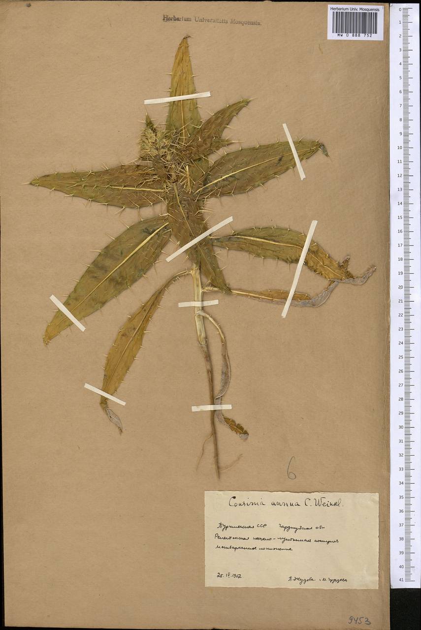 Cousinia annua C. Winkl., Средняя Азия и Казахстан, Каракумы (M6) (Туркмения)