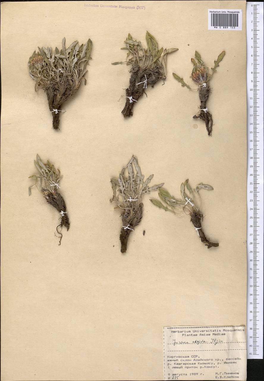 Наголоватка холодная Iljin, Средняя Азия и Казахстан, Памир и Памиро-Алай (M2) (Киргизия)