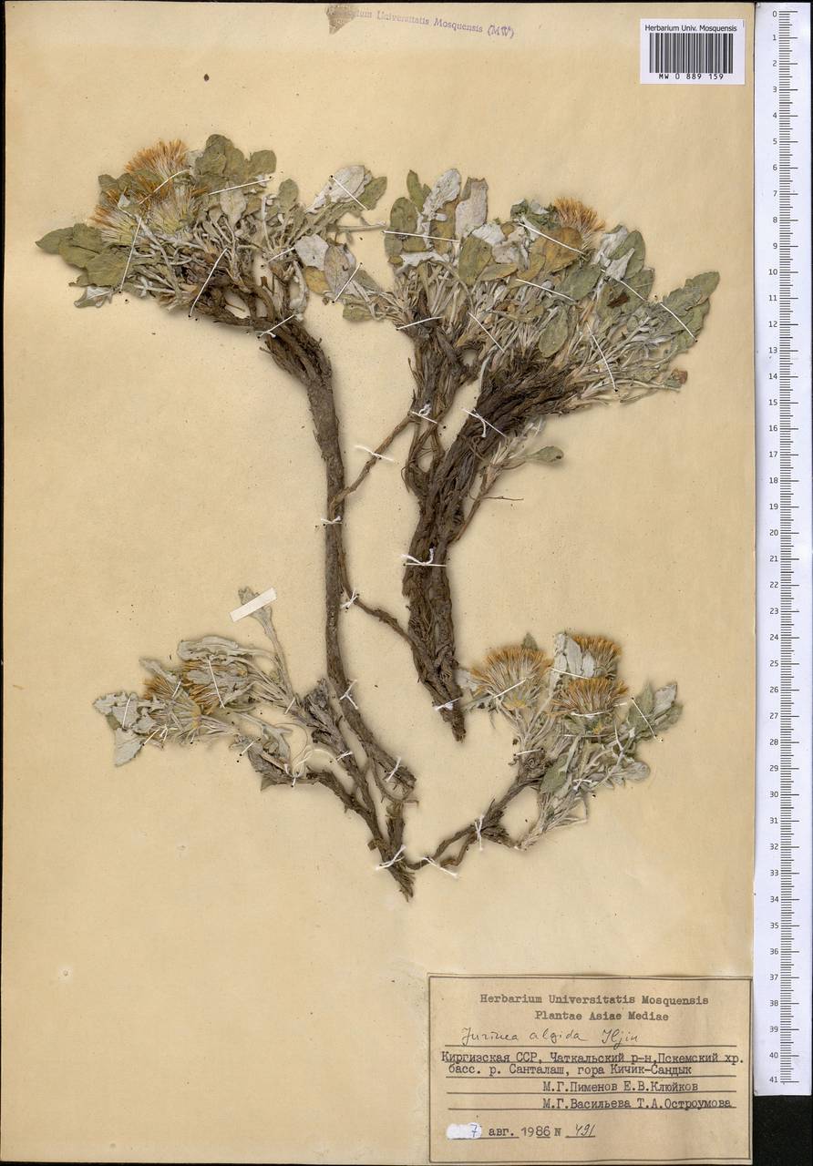 Наголоватка холодная Iljin, Средняя Азия и Казахстан, Западный Тянь-Шань и Каратау (M3) (Киргизия)