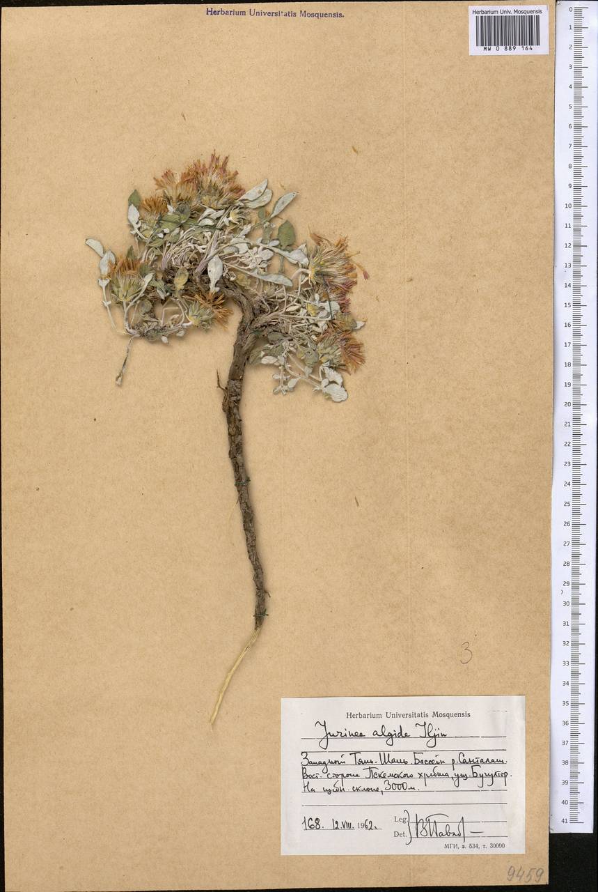 Наголоватка холодная Iljin, Средняя Азия и Казахстан, Западный Тянь-Шань и Каратау (M3) (Киргизия)