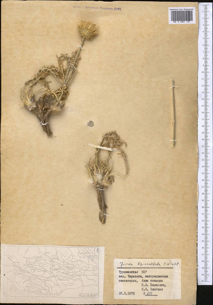 Jurinea bipinnatifida C. Winkl., Средняя Азия и Казахстан, Копетдаг, Бадхыз, Малый и Большой Балхан (M1) (Туркмения)