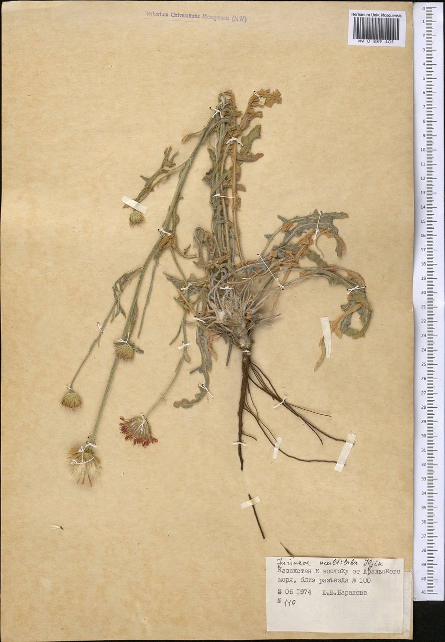 Наголоватка многолопастная Iljin, Средняя Азия и Казахстан, Сырдарьинские пустыни и Кызылкумы (M7) (Казахстан)