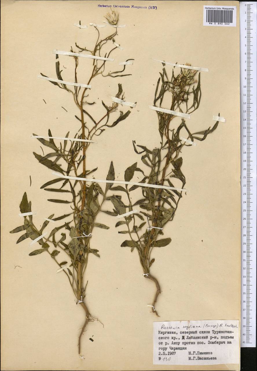Russowia sogdiana (Bunge) B. Fedtsch., Средняя Азия и Казахстан, Памир и Памиро-Алай (M2) (Киргизия)