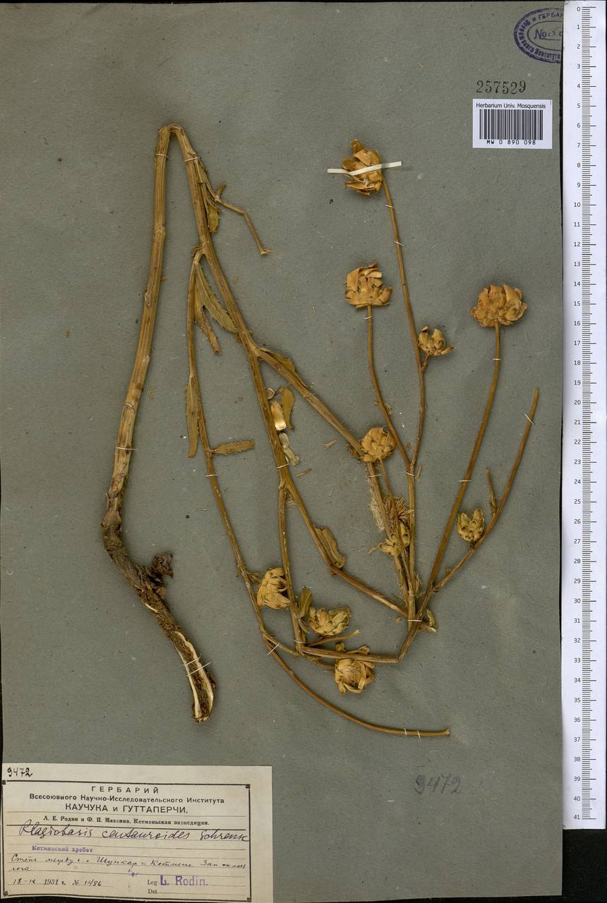 Плагиобазис васильковый Schrenk, Средняя Азия и Казахстан, Северный и Центральный Тянь-Шань (M4) (Казахстан)