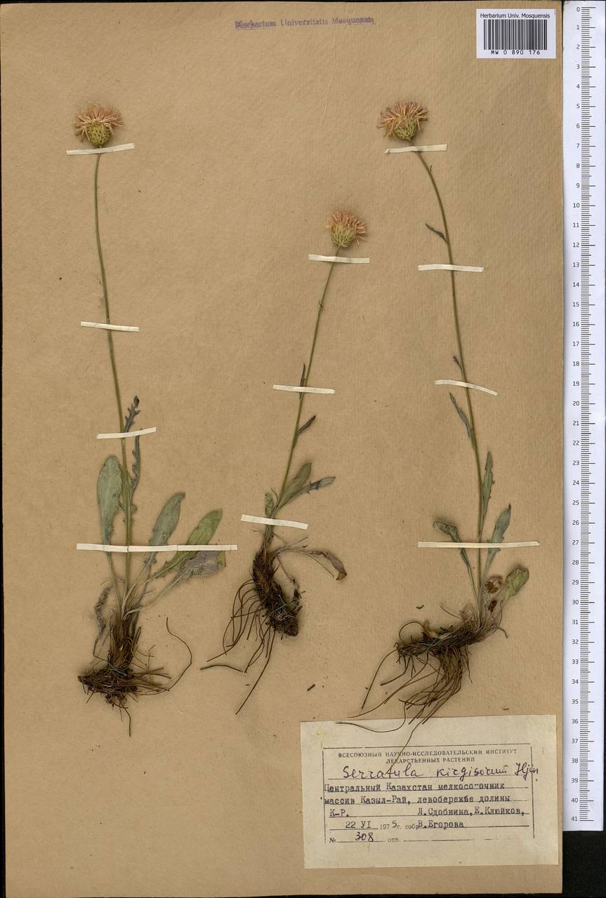 Серпуха киргизов, Серпуха киргизская Iljin, Средняя Азия и Казахстан, Муюнкумы, Прибалхашье и Бетпак-Дала (M9) (Казахстан)