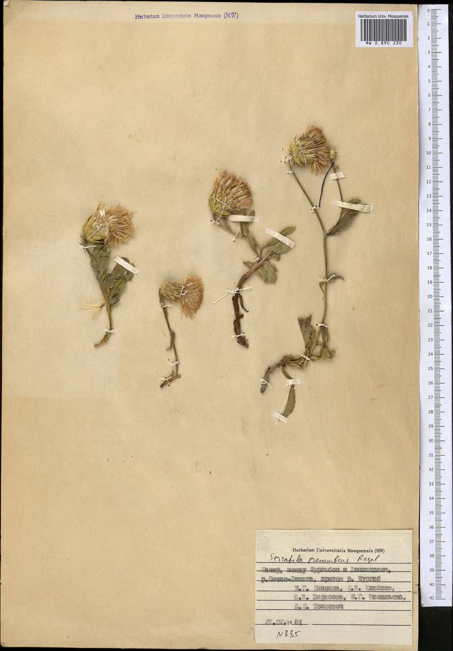 Klasea procumbens (Regel) Holub, Средняя Азия и Казахстан, Памир и Памиро-Алай (M2) (Таджикистан)