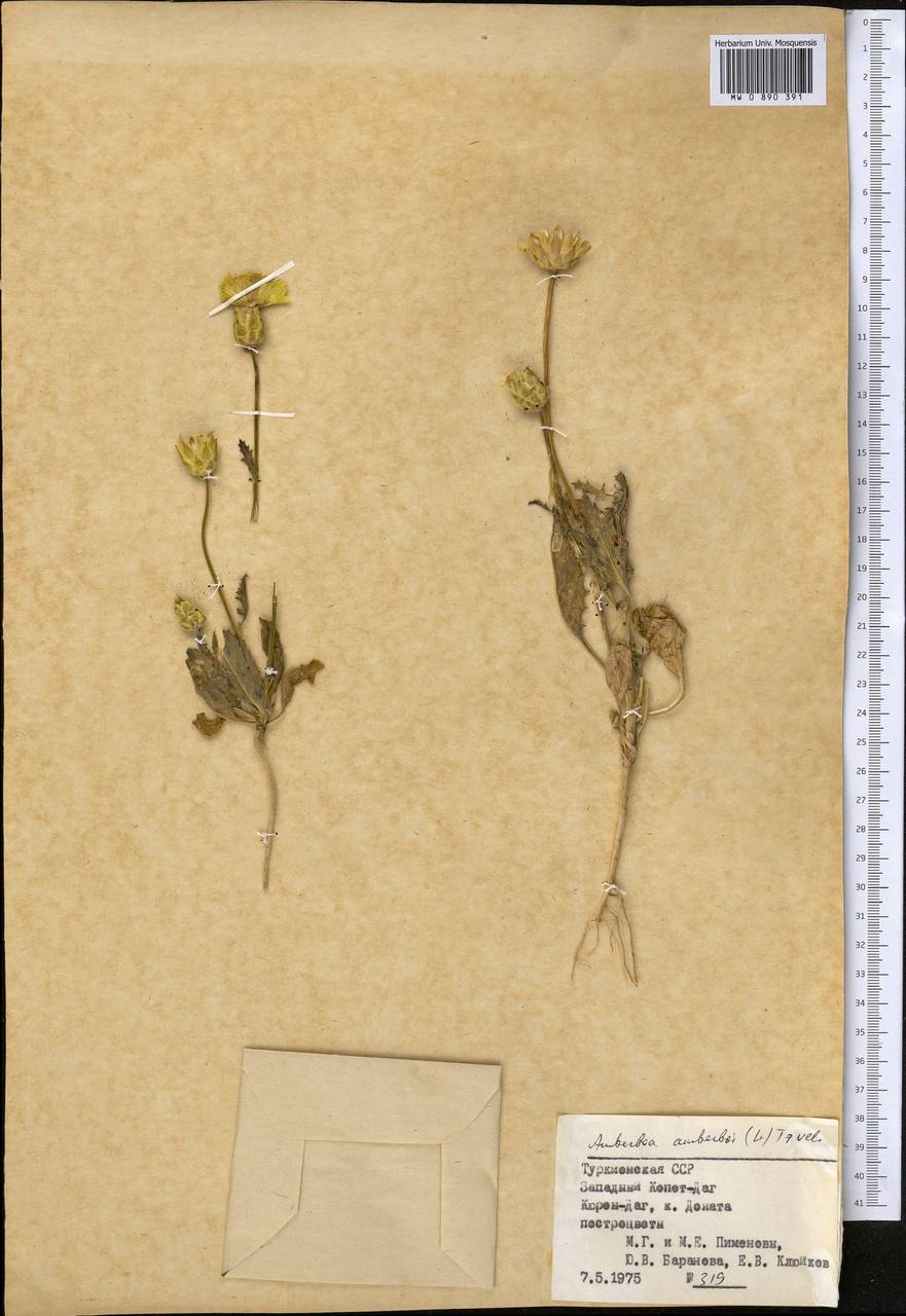 Амбербоа обыкновенная (L.) Tzvelev, Средняя Азия и Казахстан, Копетдаг, Бадхыз, Малый и Большой Балхан (M1) (Туркмения)