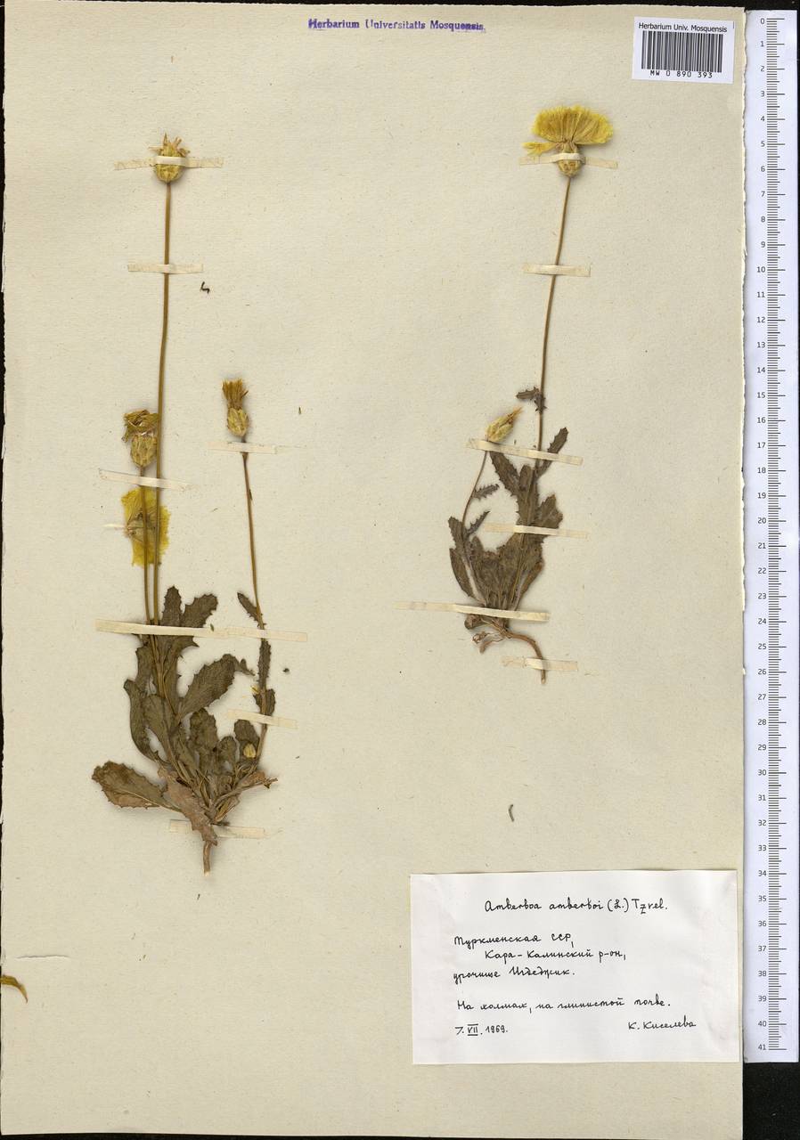 Амбербоа обыкновенная (L.) Tzvelev, Средняя Азия и Казахстан, Копетдаг, Бадхыз, Малый и Большой Балхан (M1) (Туркмения)