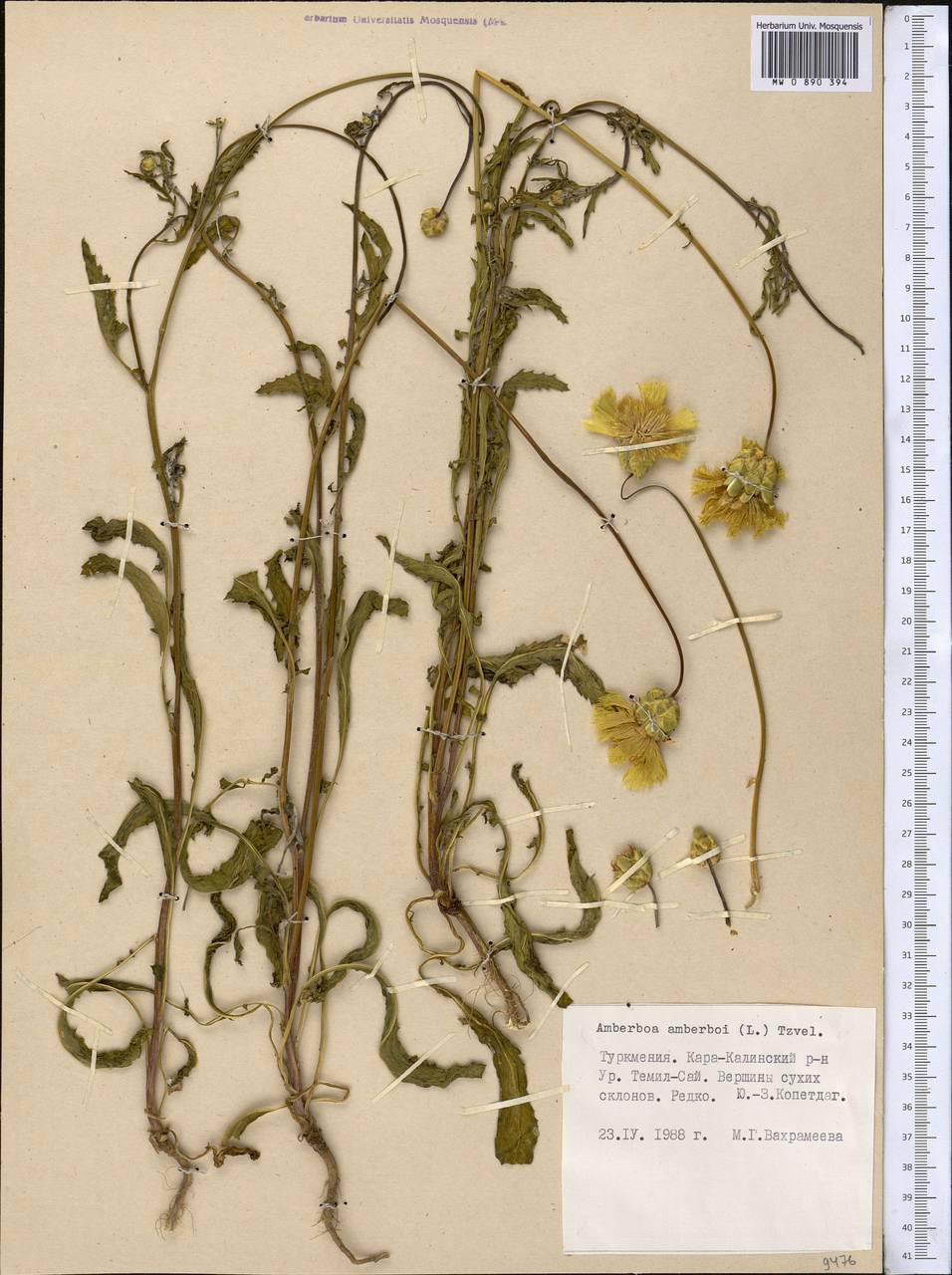 Амбербоа обыкновенная (L.) Tzvelev, Средняя Азия и Казахстан, Копетдаг, Бадхыз, Малый и Большой Балхан (M1) (Туркмения)