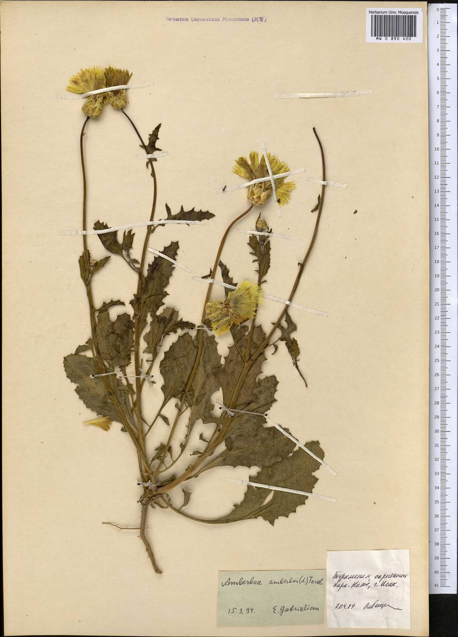 Амбербоа обыкновенная (L.) Tzvelev, Средняя Азия и Казахстан, Копетдаг, Бадхыз, Малый и Большой Балхан (M1) (Туркмения)