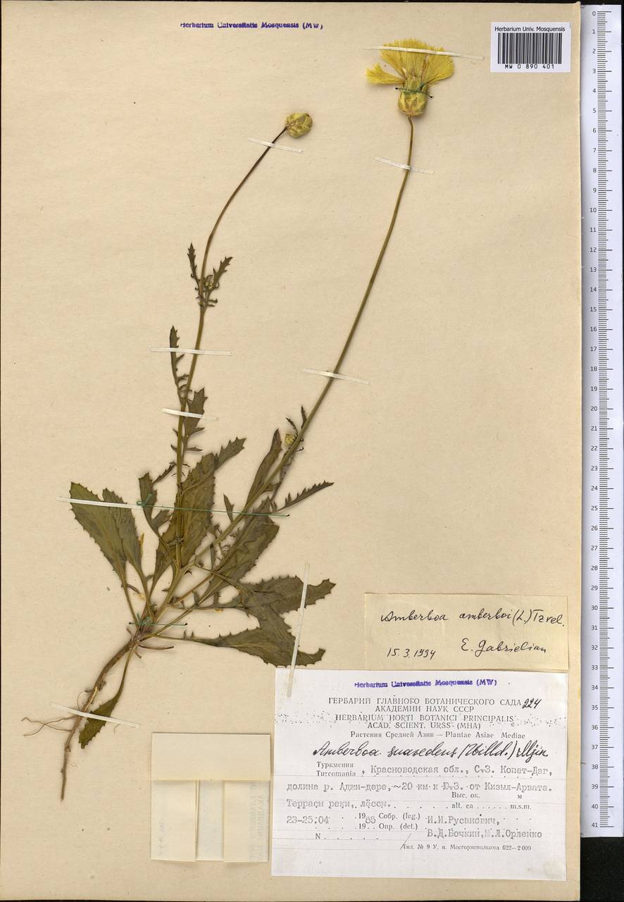 Амбербоа обыкновенная (L.) Tzvelev, Средняя Азия и Казахстан, Копетдаг, Бадхыз, Малый и Большой Балхан (M1) (Туркмения)