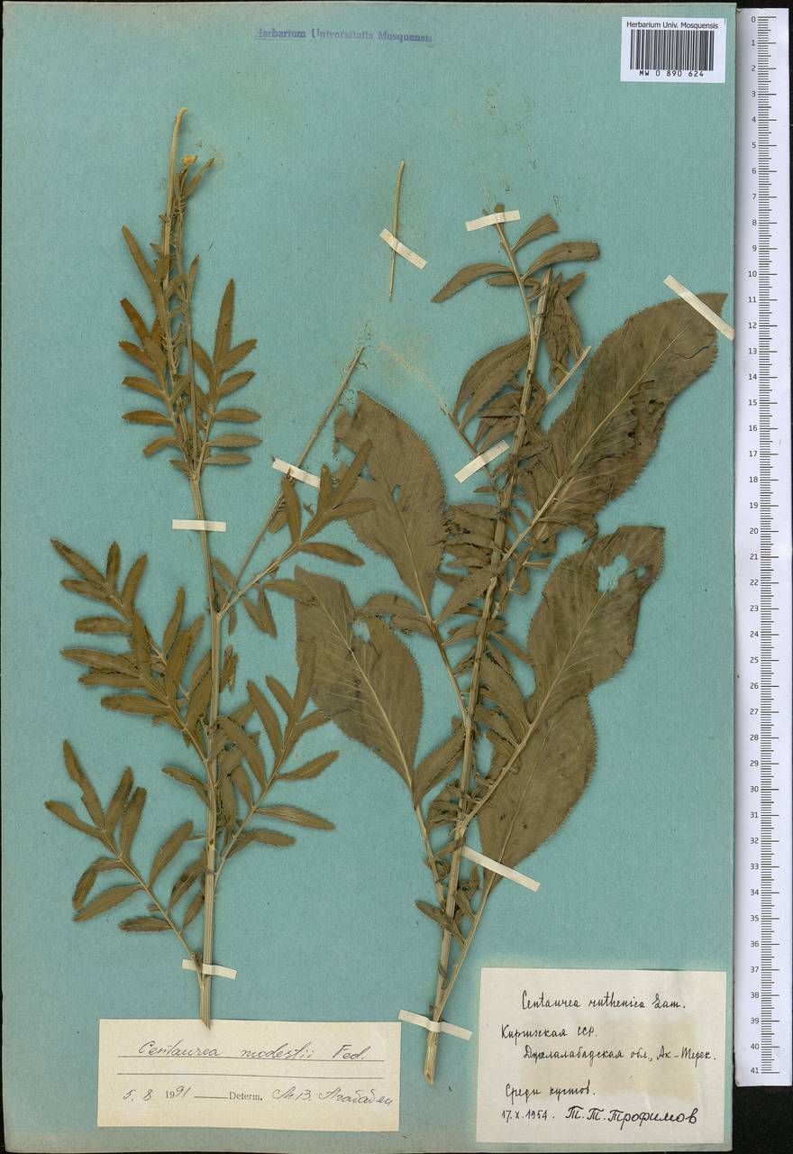 Rhaponticoides modesti (Fed.) Negaresh, Средняя Азия и Казахстан, Западный Тянь-Шань и Каратау (M3) (Киргизия)