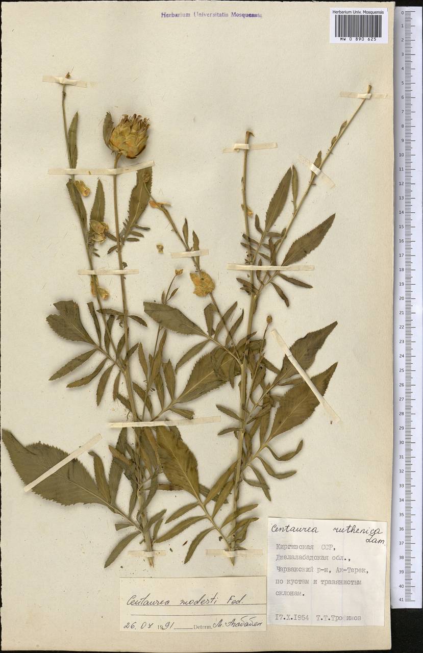 Rhaponticoides modesti (Fed.) Negaresh, Средняя Азия и Казахстан, Западный Тянь-Шань и Каратау (M3) (Киргизия)